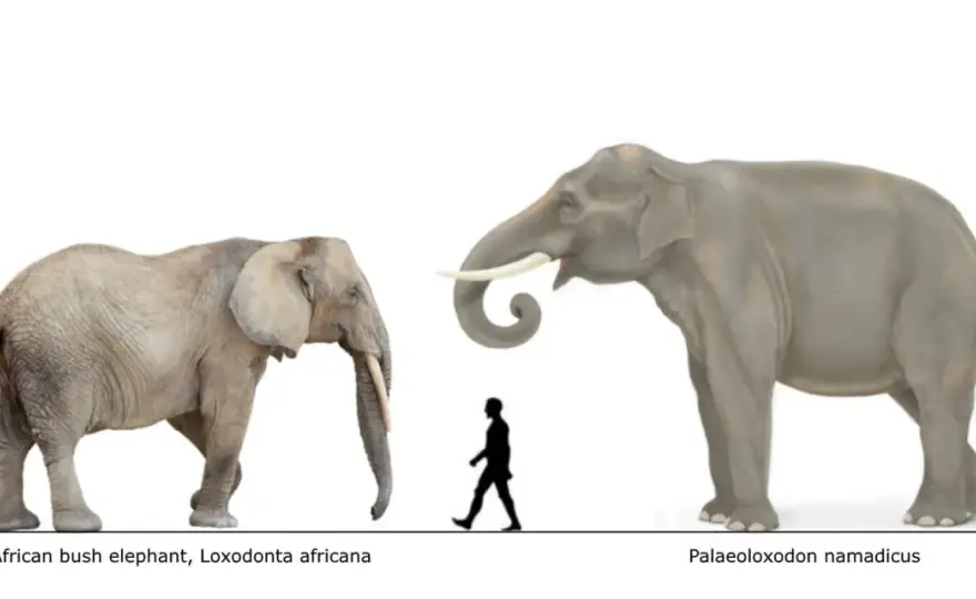 ¿Cuánto pesa un elefante? La verdad más allá del mito