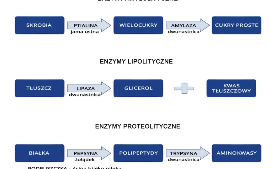 Gdzie trawione są tłuszcze? Poznaj kluczowe organy i proces