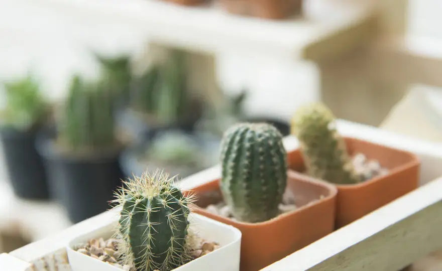 Cactus en casa - Guía definitiva para un cuidado perfecto