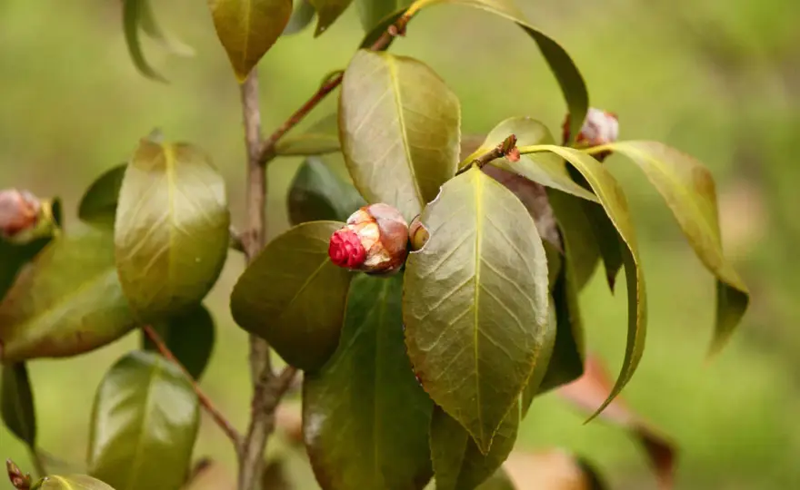 Feuilles brunes sur un camélia - maladie ou stress ?