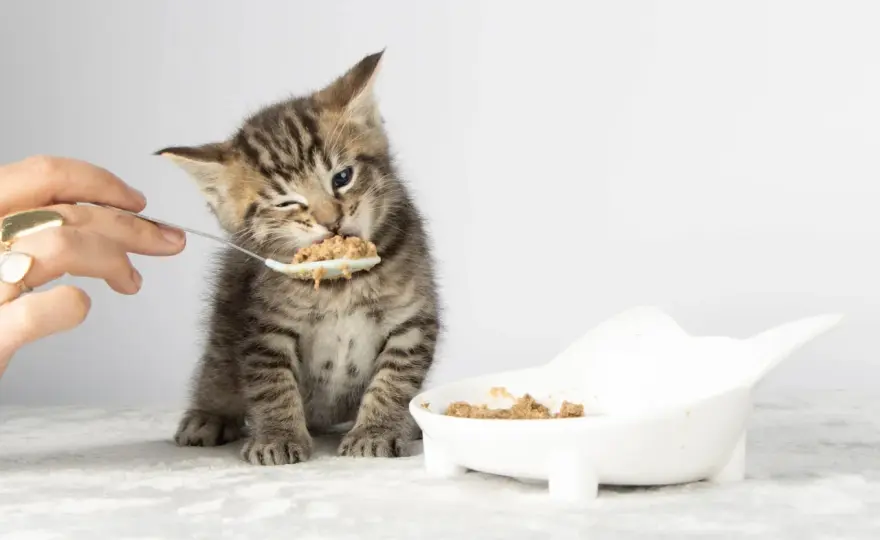 Kitten Weaning Guide - Smooth Transition to Solid Food