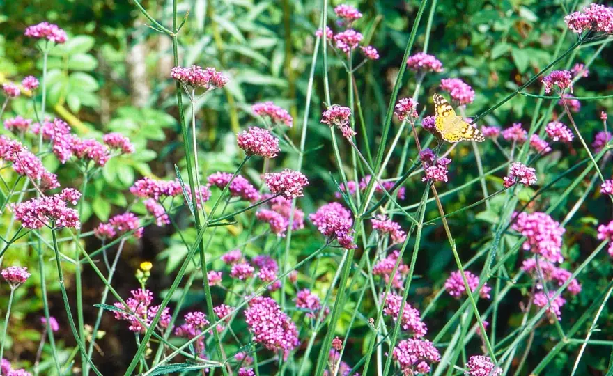 Avec quoi associer la verveine de Buenos Aires au jardin ?