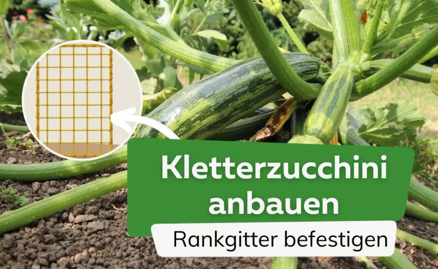 Brauchen Zucchini eine Rankhilfe? Das solltest du wissen