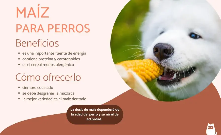 Maíz para perros - ¿Es bueno o malo? La verdad que debes saber
