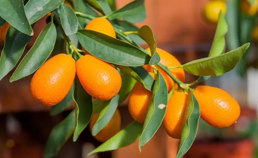 Kumquat en pot ou en pleine terre - les bons gestes