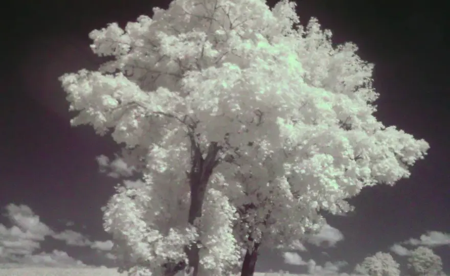 Fotografia IR - Jak pokazać świat niewidoczny dla oka?