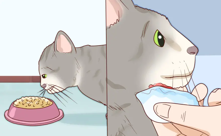 Katzenakne am Kinn erkennen und richtig behandeln