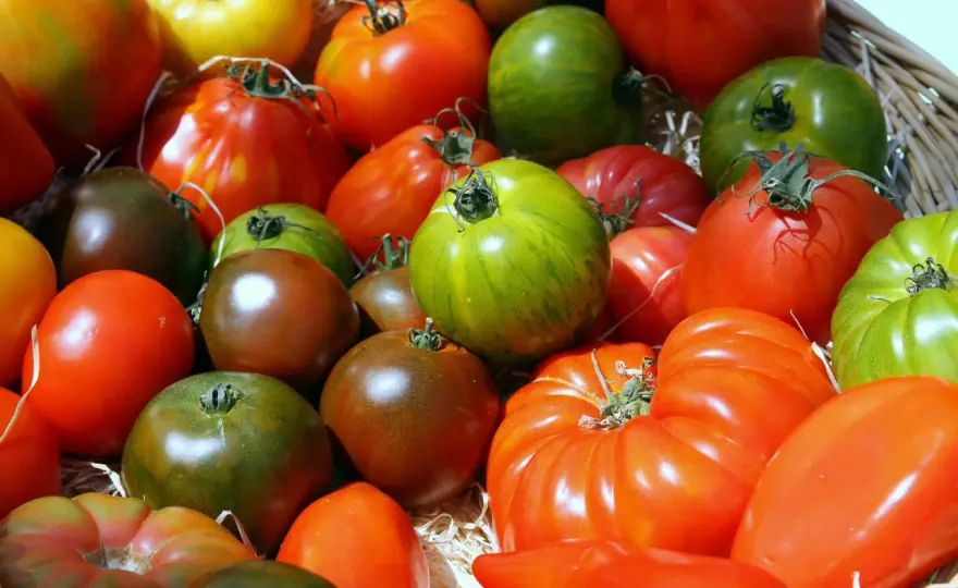 Tomates anciennes au potager - variétés et conseils de culture