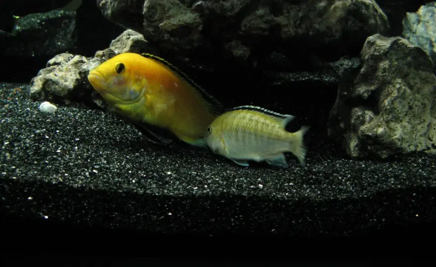 Akwarium Tanganika - Jak dobrać ryby i stworzyć stabilny biotop?