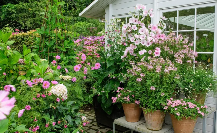 Sommarblommor i kruka - Så lyckas du hela säsongen!