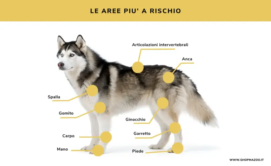 Dolore articolare cane - Segnali, cause e soluzioni efficaci