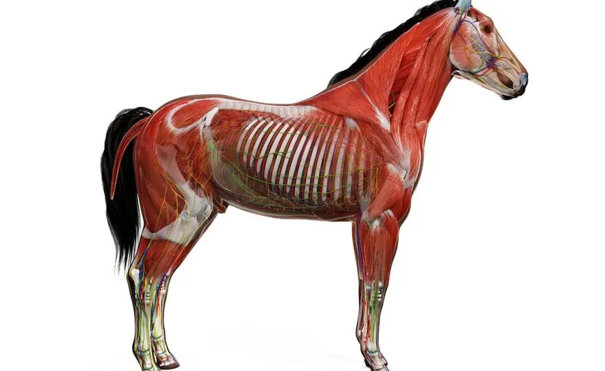 Poznaj wszystkie części konia - kompletny atlas budowy anatomicznej zwierząt