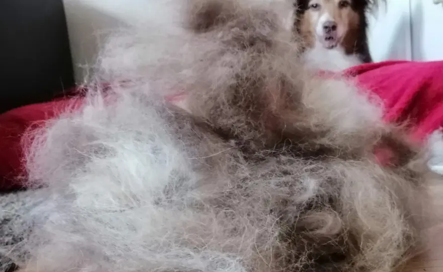 Hund haart stark - Ursachen erkennen und richtig helfen