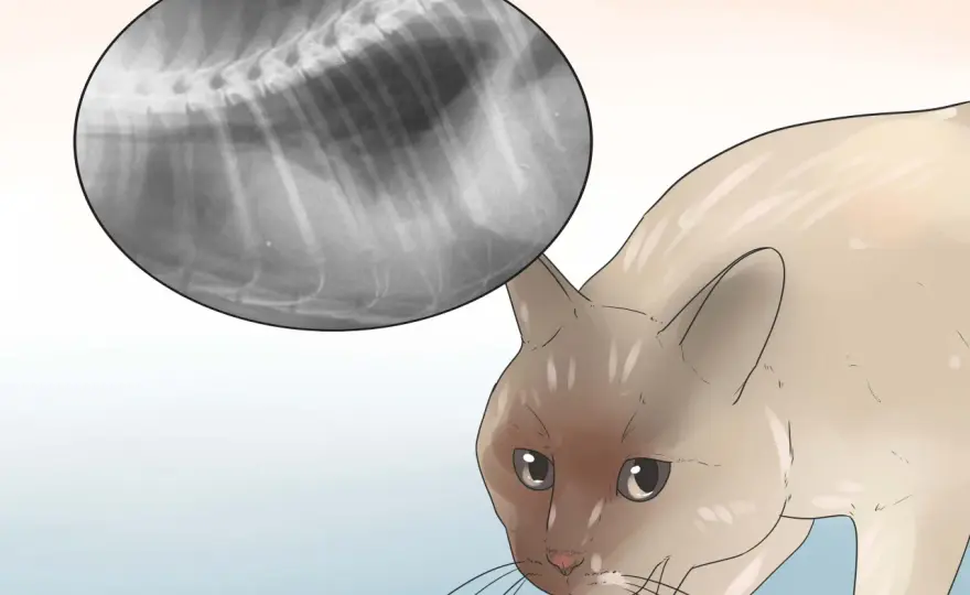 Mi gato respira rápido - ¿Cuándo preocuparse y qué hacer?