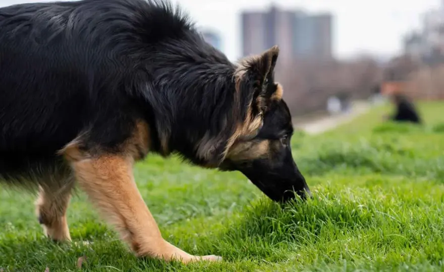 Mi perro come hierba - ¿Es normal o señal de algo?