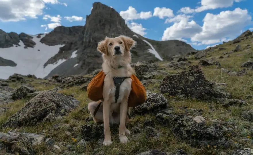 Góry z psem - Gdzie iść? Planuj bezpieczny trekking!