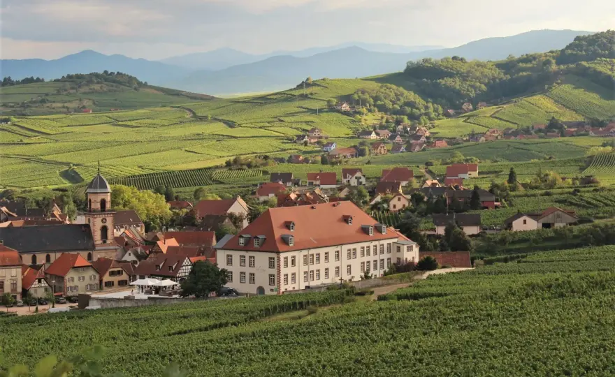 Französische Wein-Jahrgänge verstehen – Die besten Jahre finden