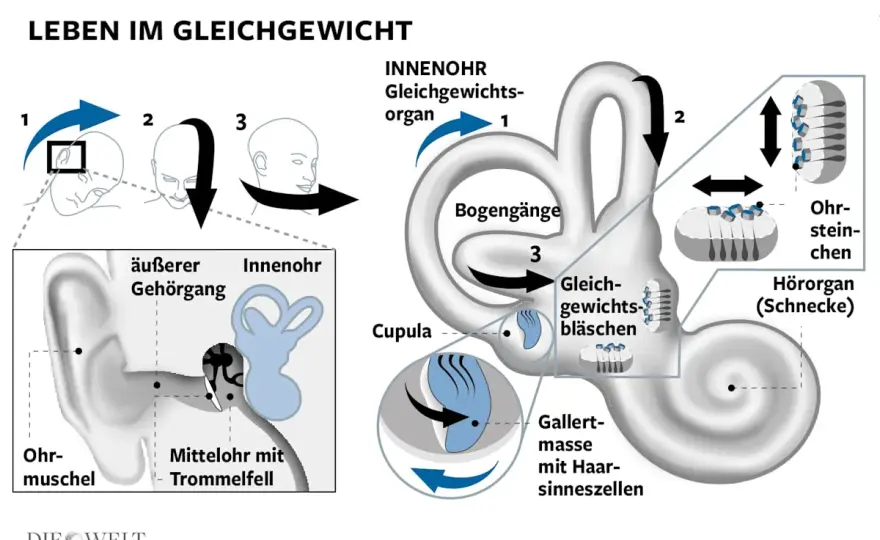 Gleichgewichtsstörungen erkennen - was Schwindel wirklich verrät