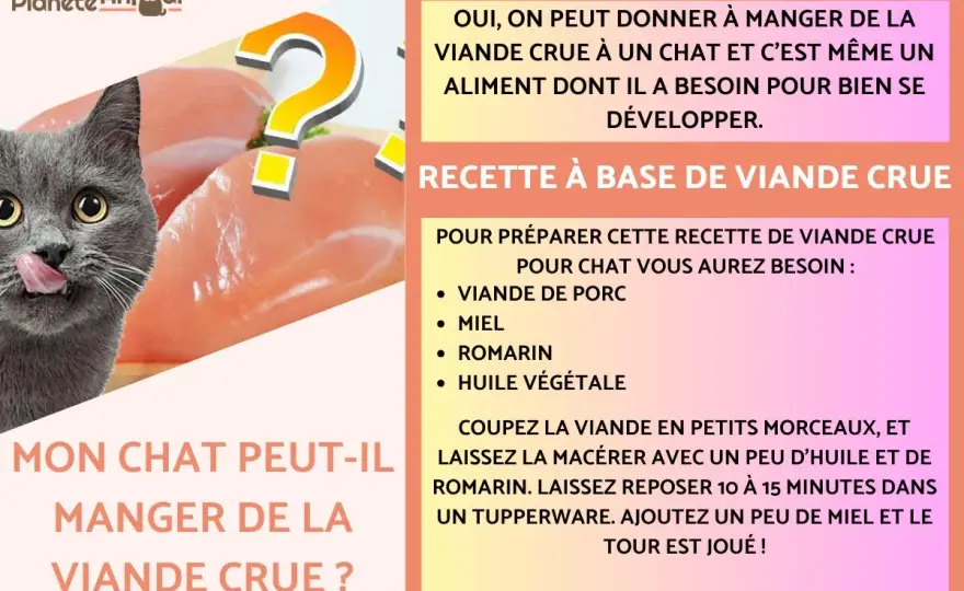 Alimentation crue chat - Vraiment mieux ? Risques et alternatives