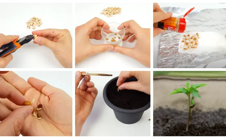 Germinazione semi cannabis - Guida pratica per una partenza perfetta