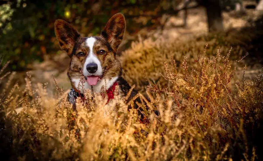 Corgi - Guide complet pour tout savoir avant d'adopter