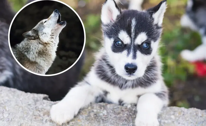 Husky miniaturka - Czy ta rasa istnieje? Poznaj fakty przed zakupem