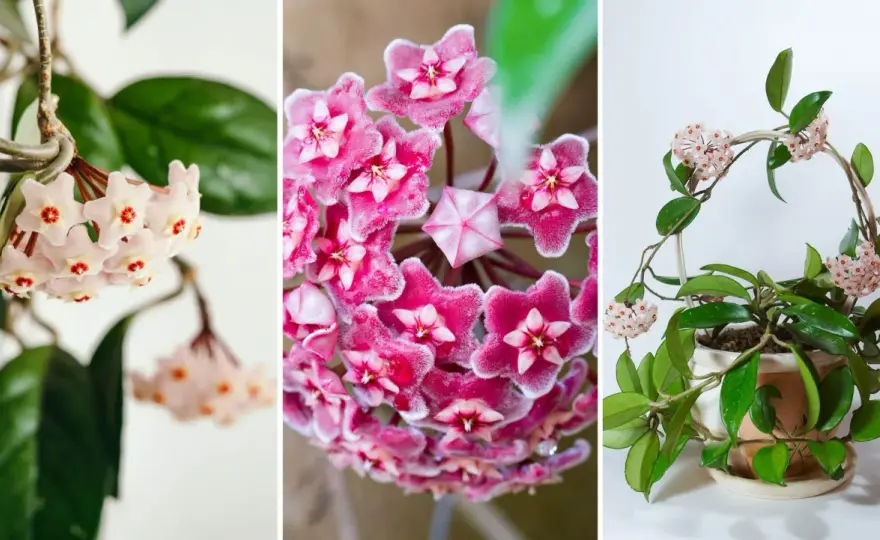 Hoya - Skötsel & Blomning. Så lyckas du hemma!