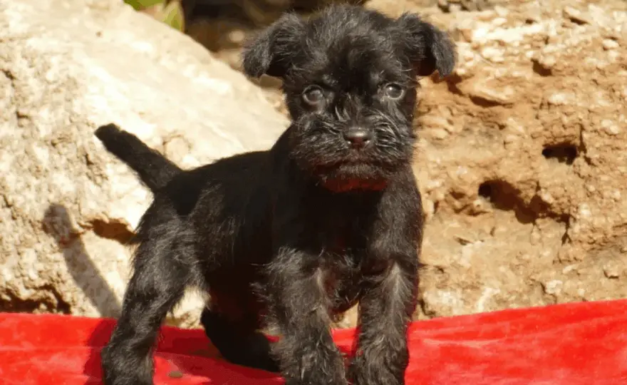 Schnauzer Miniatura - ¿Es el perro ideal para ti? Guía completa