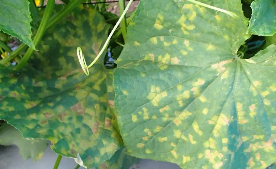 Peronospora del cetriolo, cosa fare alle prime macchie