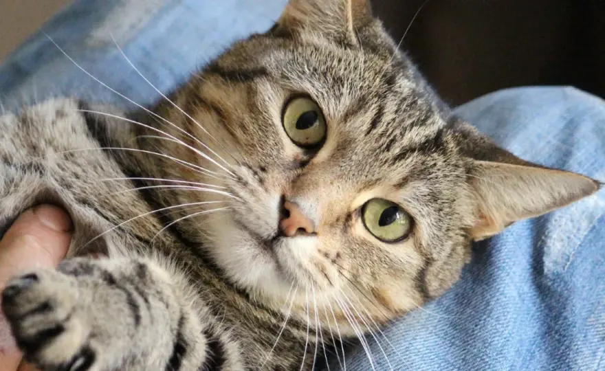 Wenn die Katze knurrt - so deutest du das Warnsignal richtig