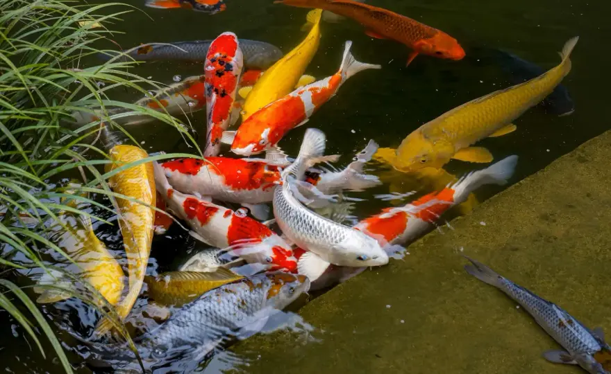 Peces para estanque exterior - ¿Cuáles elegir en España?