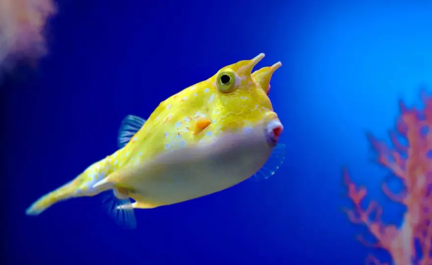 Peces con cuernos - ¿Por qué los tienen y cómo distinguirlos?