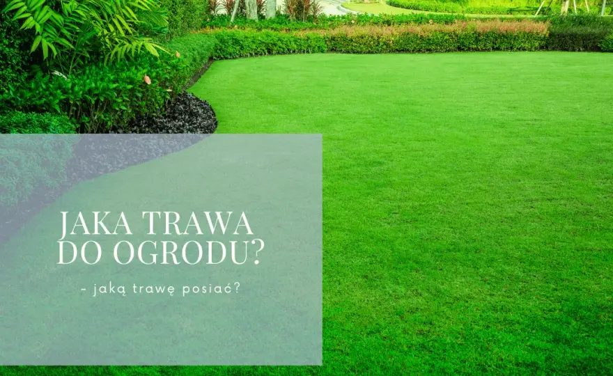 Jaką trawę do ogrodu wybrać, aby uniknąć problemów z pielęgnacją?