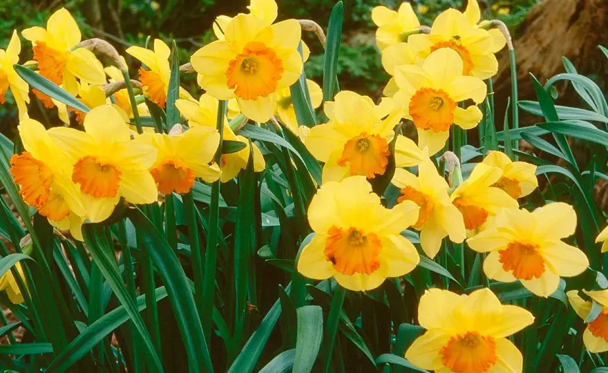 Narcisse des bois - Le guide complet pour une floraison durable