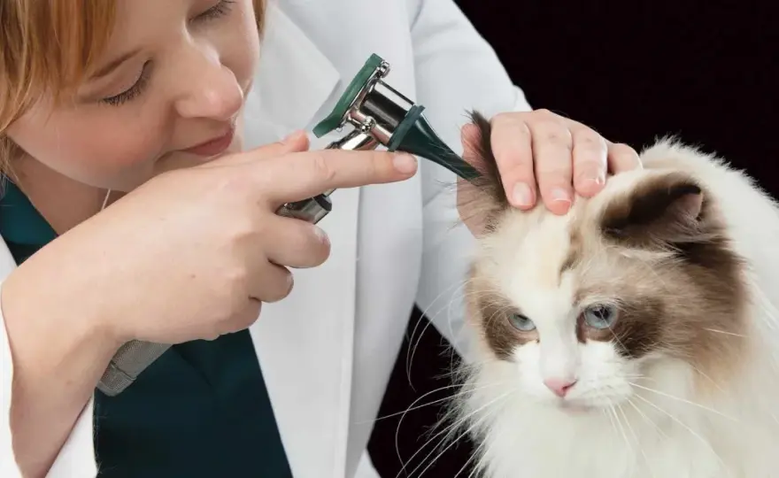 Ácaros en el oído del gato - Diagnóstico y tratamiento eficaz