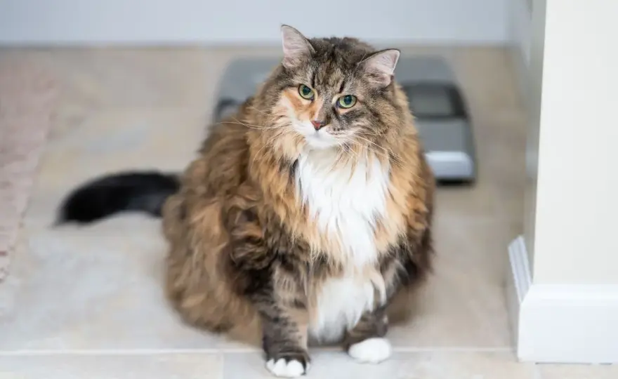 Übergewicht bei Katzen - so klappt das sichere Abnehmen