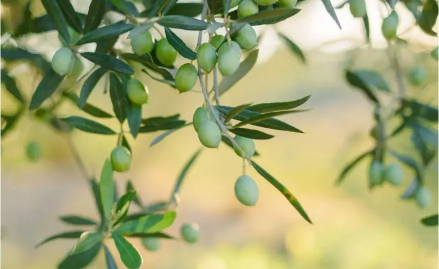 Réussir la plantation d'un olivier - Évitez les erreurs