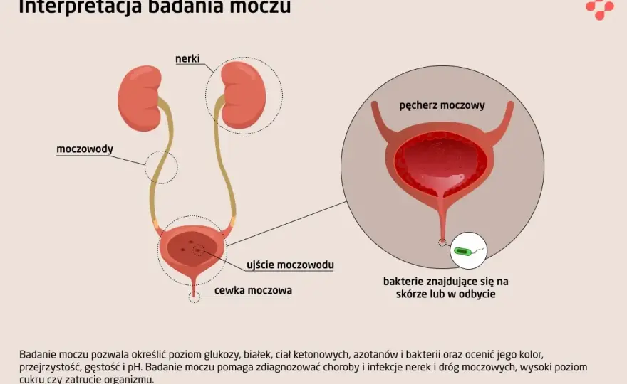 Pęcherz moczowy - objawy problemów i kiedy do urologa?