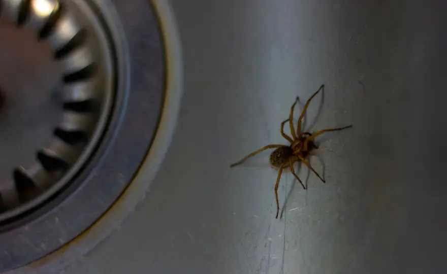 Spindlar i hemmet? Så känner du igen dem och får färre besök