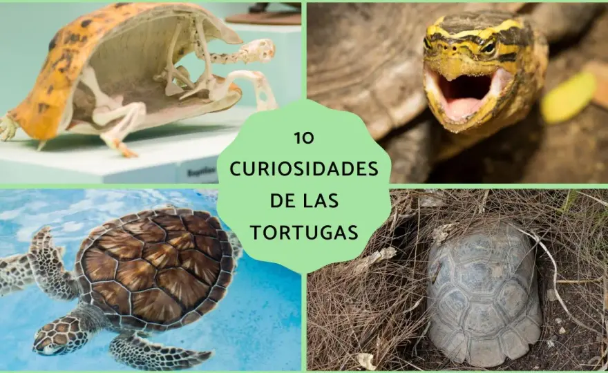 Tortugas - Curiosidades, biología y cómo protegerlas