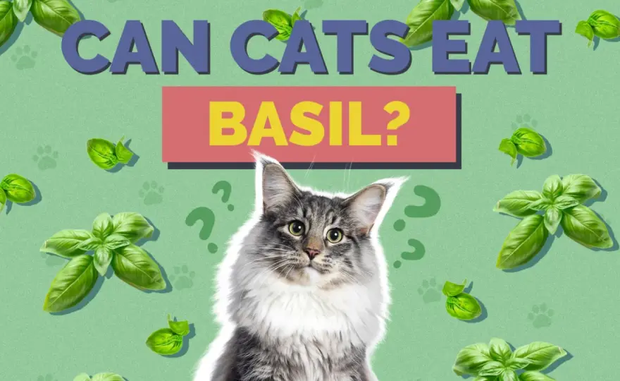 Can Cats Eat Basil? Safety Guide for Pet Owners