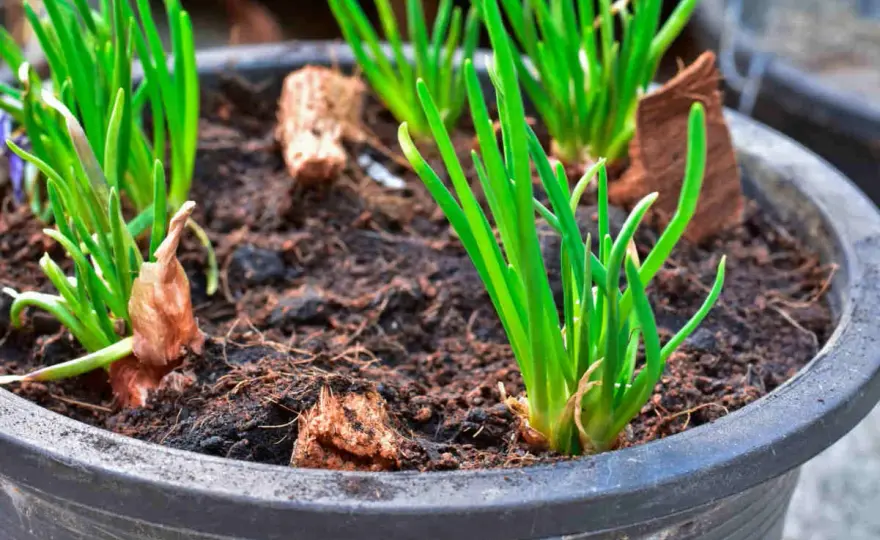 Échalotes au potager - Réussir sa culture facilement!