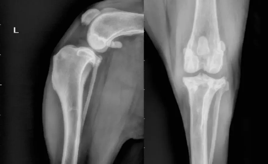 Costo TPLO cane - Quanto costa davvero l'intervento?