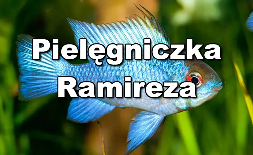 Pielęgniczka Ramireza - Jaką odmianę wybrać i jak o nią dbać?