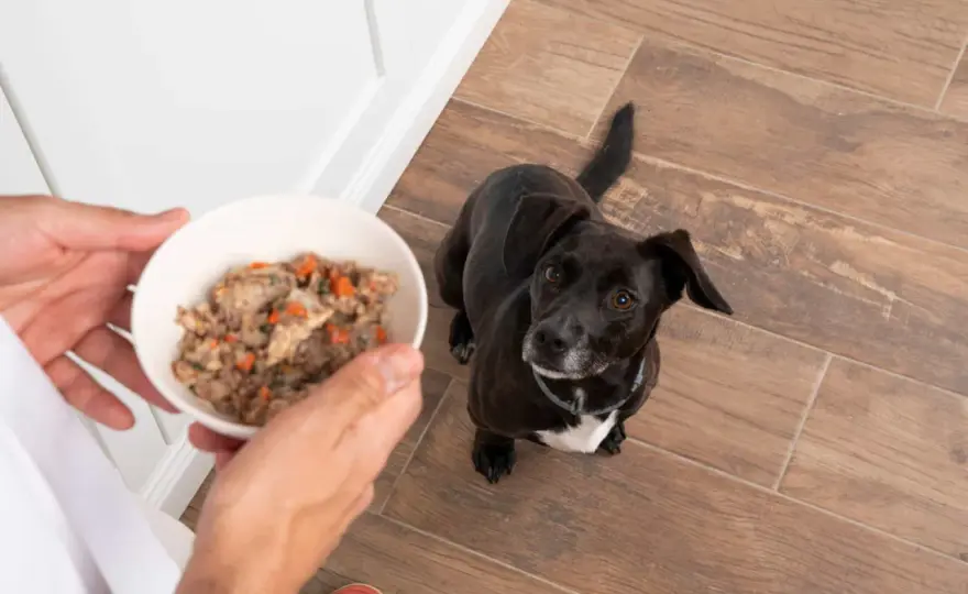 Comida natural para perros - ¿Merece la pena? Opiniones reales
