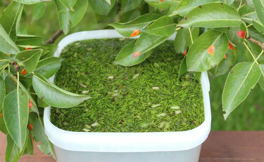 Purin de prêle au jardin - bien le préparer et le doser