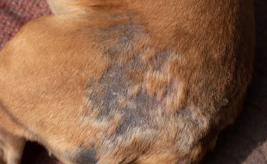 Demodikose beim Hund erkennen und richtig behandeln