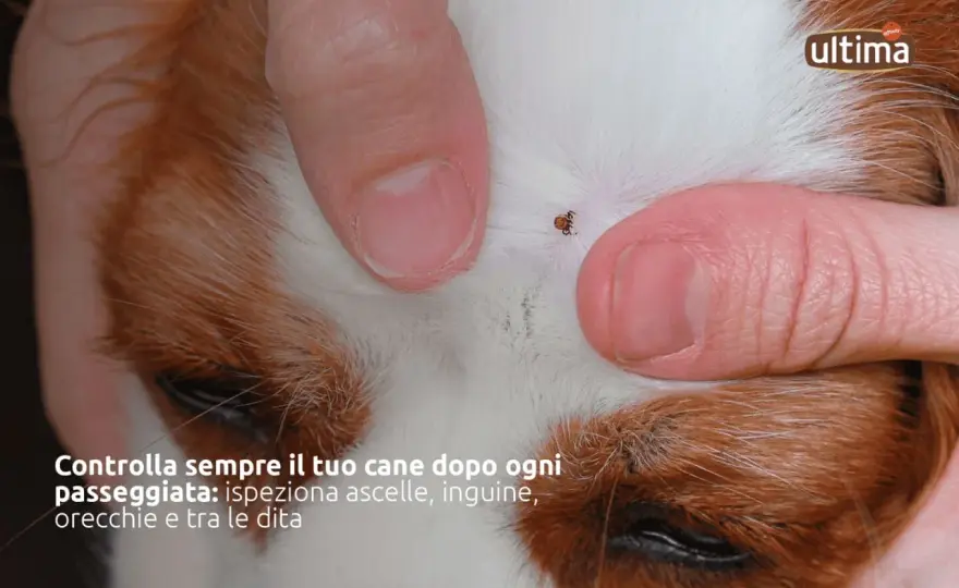 Zecche sul cane - Guida completa a rimozione e prevenzione