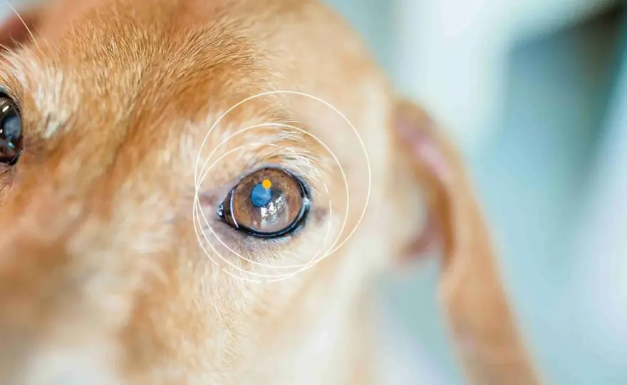 Sehbehinderung beim Hund erkennen und den Alltag sicher gestalten