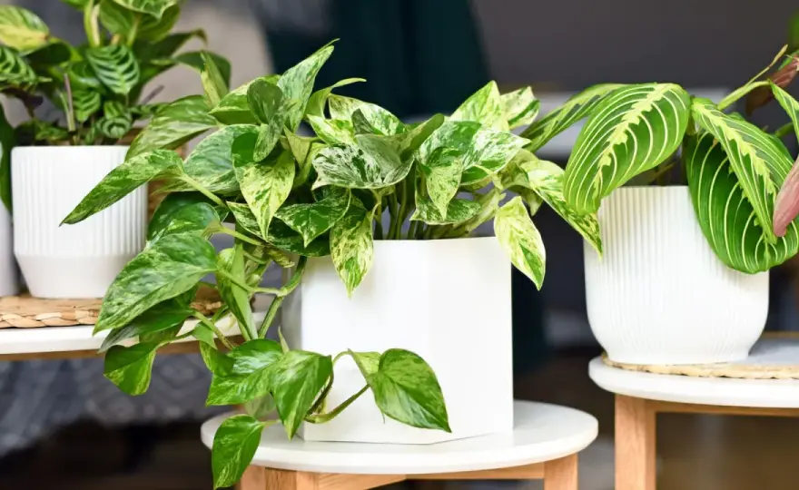 Plantes retombantes - Le guide complet pour un intérieur sublime